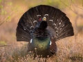 tjader_ipnaturfoto_capercaillie_se_forest_fo621