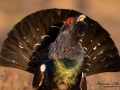 tjader_ipnaturfoto_capercaillie_se_forest_fo622