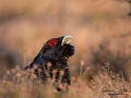tjader_ipnaturfoto_capercaillie_se_forest_fo623