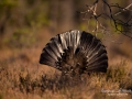 tjader_ipnaturfoto_capercaillie_se_forest_fo625