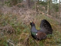 tjader_ipnaturfoto_capercaillie_se_jakt_skog_skogsbruk_fo507