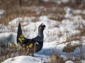 tjader_ipnaturfoto_capercaillie_se_skogshons_fo604