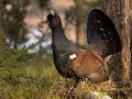 tjader_ipnaturfoto_capercaillie_se_skogshons_fo605