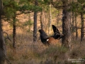 tjader_ipnaturfoto_capercaillie_se_skogshons_fo617