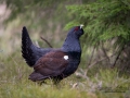 tjader_ipnaturfoto_se_Western_capercaillie_fo287