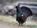 tjader_ipnaturfoto_se_Western_capercaillie_fo294