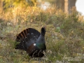 tjader_ipnaturfoto_se_Western_capercaillie_fo298