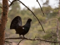 tjader_ipnaturfoto_se_Western_capercaillie_fo305