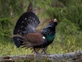 tjader_ipnaturfoto_se_Western_capercaillie_fo307