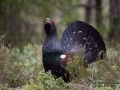 tjader_ipnaturfoto_se_Western_capercaillie_fo310