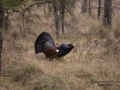 tjader_ipnaturfoto_se_Western_capercaillie_fo311