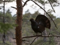 tjader_ipnaturfoto_se_Western_capercaillie_fo313