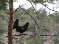 tjader_ipnaturfoto_se_Western_capercaillie_fo314