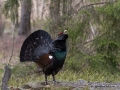 tjader_ipnaturfoto_se_Western_capercaillie_fo316