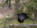 tjader_ipnaturfoto_se_Western_capercaillie_fo317