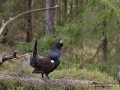 tjader_ipnaturfoto_se_Western_capercaillie_fo318