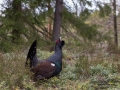 tjader_ipnaturfoto_se_Western_capercaillie_fo319