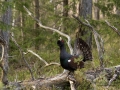 tjader_ipnaturfoto_se_Western_capercaillie_fo320