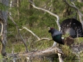 tjader_ipnaturfoto_se_Western_capercaillie_fo321