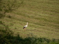 vit_stork_ipnaturfoto_se_fo203