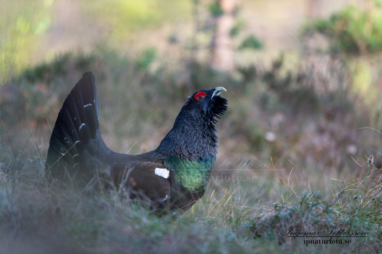 tjader_ipnaturfoto_capercaillie_se_forest_fo616