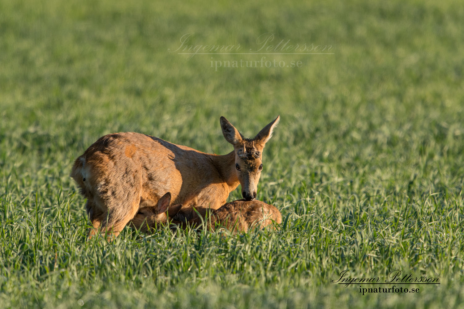 get_radjur_hornbildning_horn_kid_genetisk_unik_ipnaturfoto_se_ingemar_pettersson_rd173