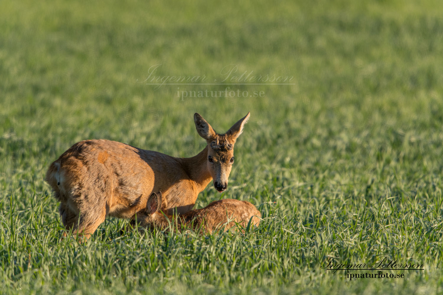 get_radjur_unik_hornbarande_radjursget_kid_ingemar_pettersson_ipnaturfoto_se_rd172