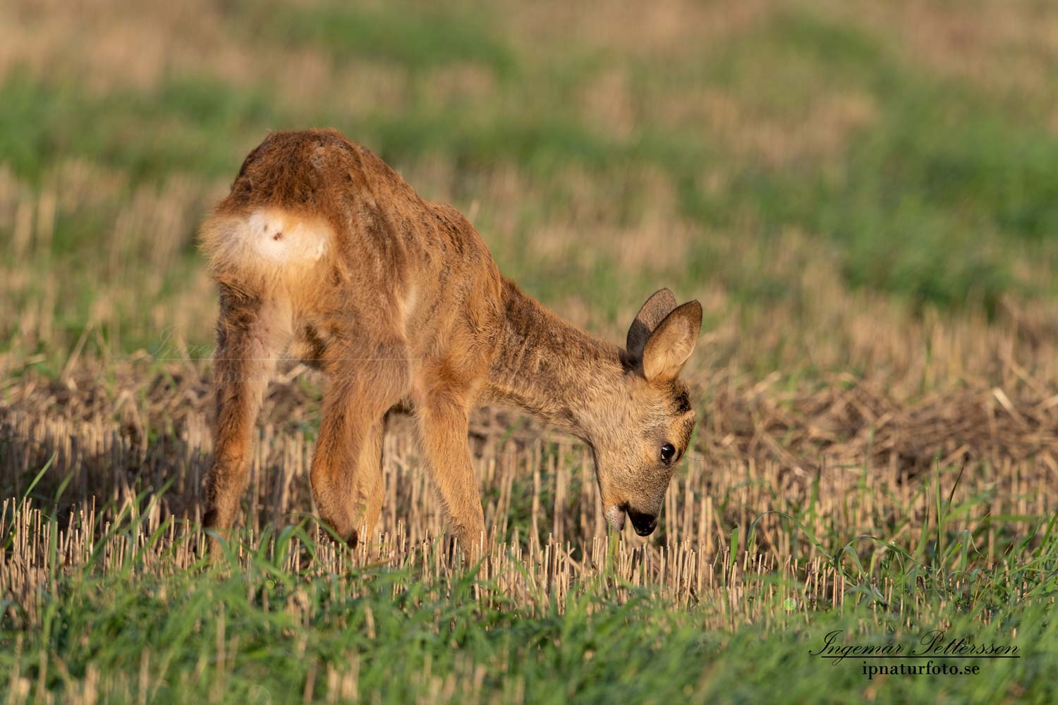morgon_betar_radjur_kid_roe_deer_capreolus_capreolus_ipnaturfoto_se_rd246