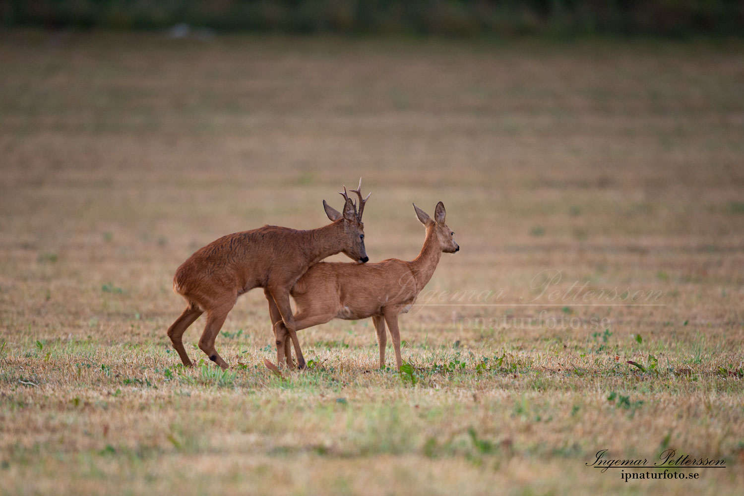 radjur_bock_buck_brunst_get_roe_deer_capreolus_capreolus_ipnaturfoto_se_rd216