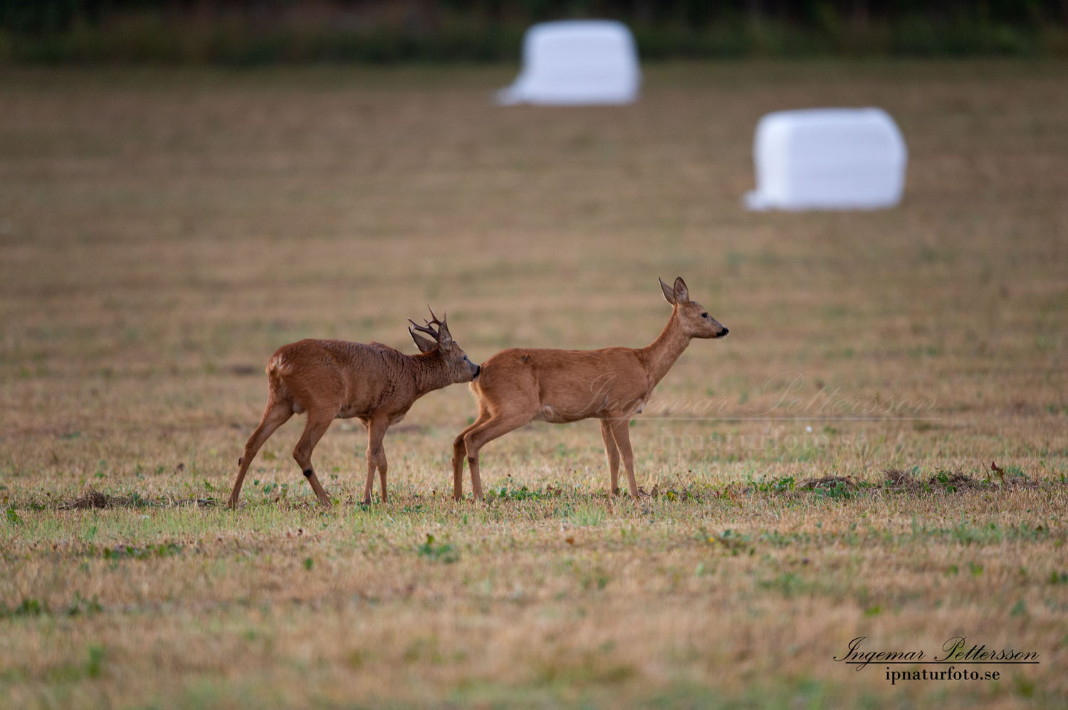 radjur_bock_buck_brunst_get_roe_deer_capreolus_capreolus_ipnaturfoto_se_rd217