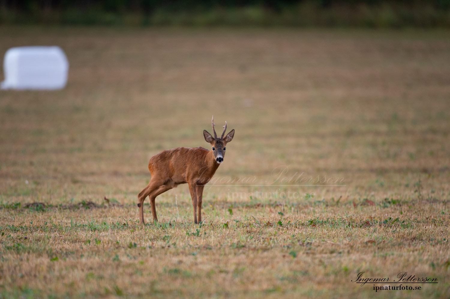 radjur_bock_buck_brunst_get_roe_deer_capreolus_capreolus_ipnaturfoto_se_rd218