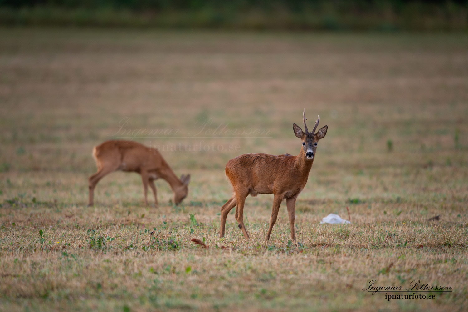 radjur_bock_buck_brunst_get_roe_deer_capreolus_capreolus_ipnaturfoto_se_rd219