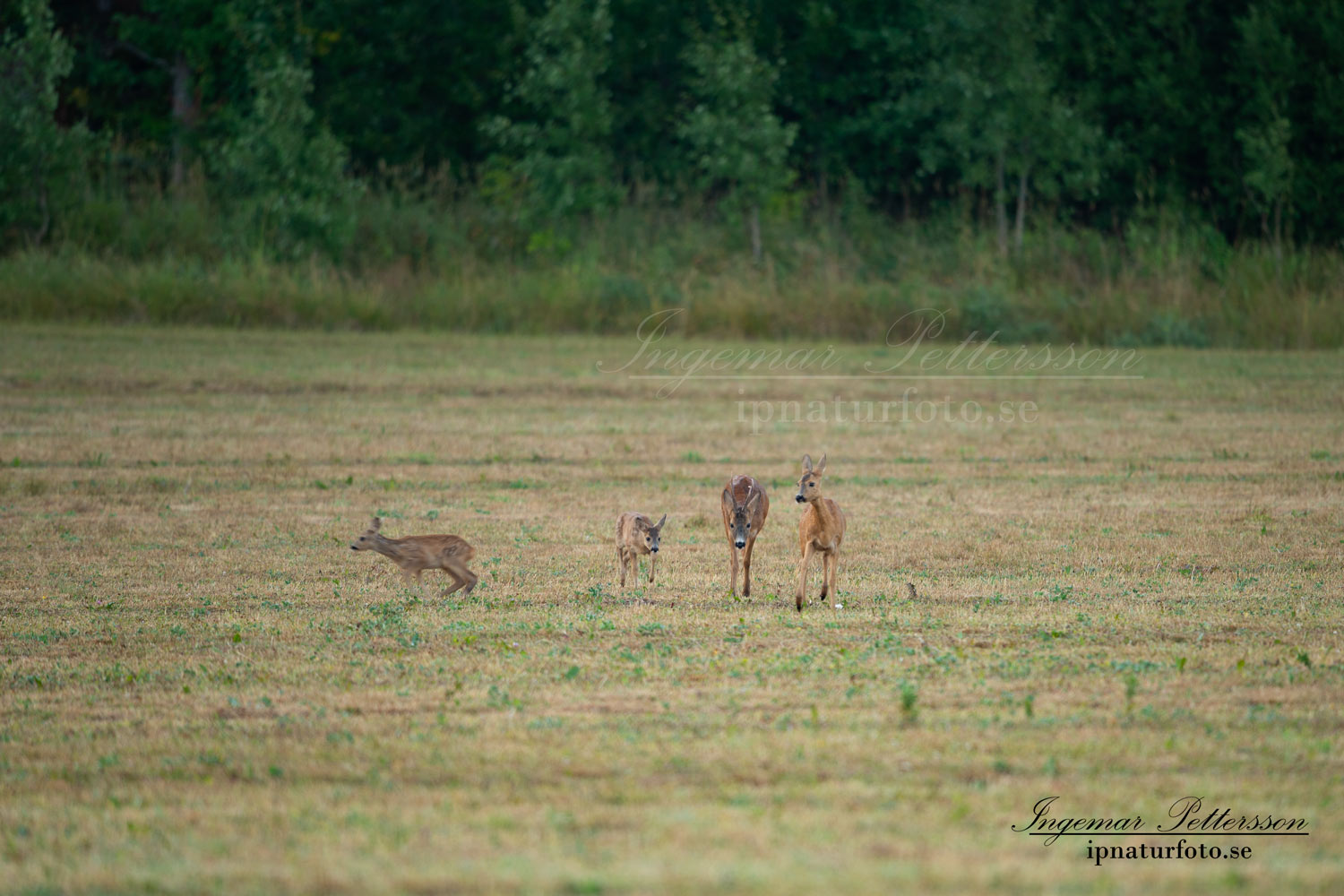 radjur_bock_buck_brunst_get_roe_deer_capreolus_capreolus_ipnaturfoto_se_rd221