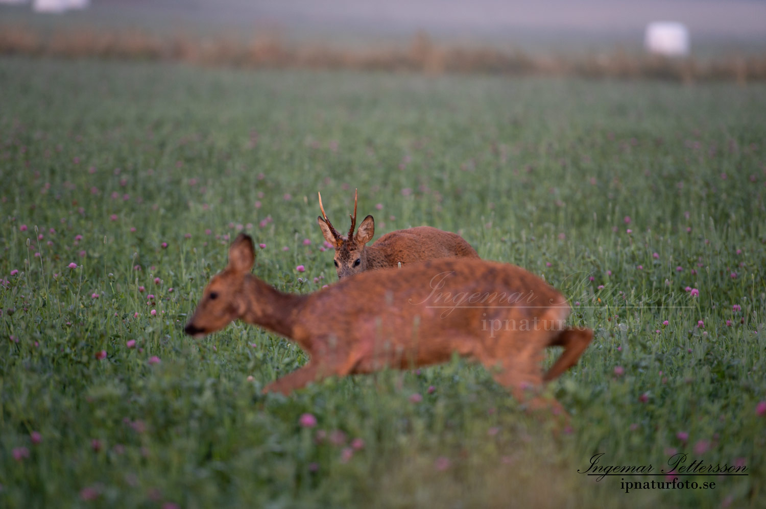 radjur_bock_buck_brunst_get_roe_deer_capreolus_capreolus_ipnaturfoto_se_rd271