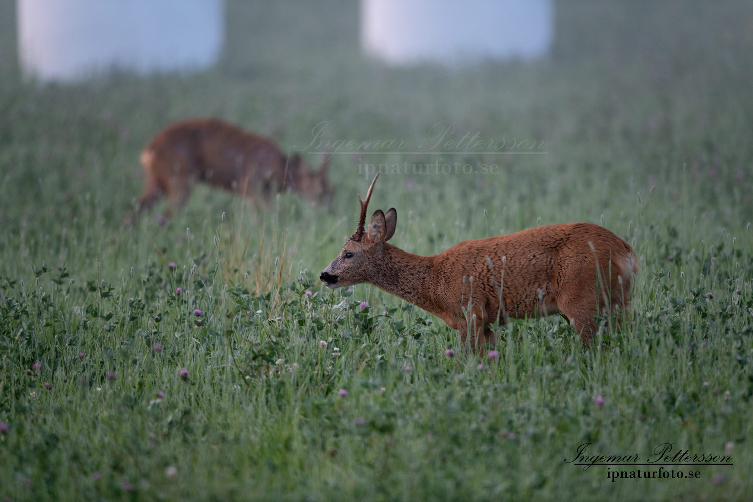 radjur_bock_buck_brunst_get_roe_deer_capreolus_capreolus_ipnaturfoto_se_rd273