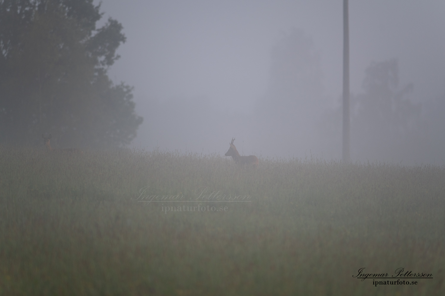 radjur_bock_buck_brunst_get_roe_deer_capreolus_capreolus_ipnaturfoto_se_rd279