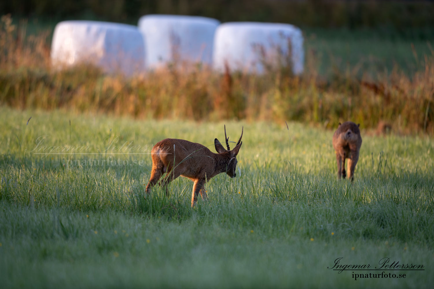 radjur_bock_buck_brunst_get_roe_deer_capreolus_capreolus_ipnaturfoto_se_rd281