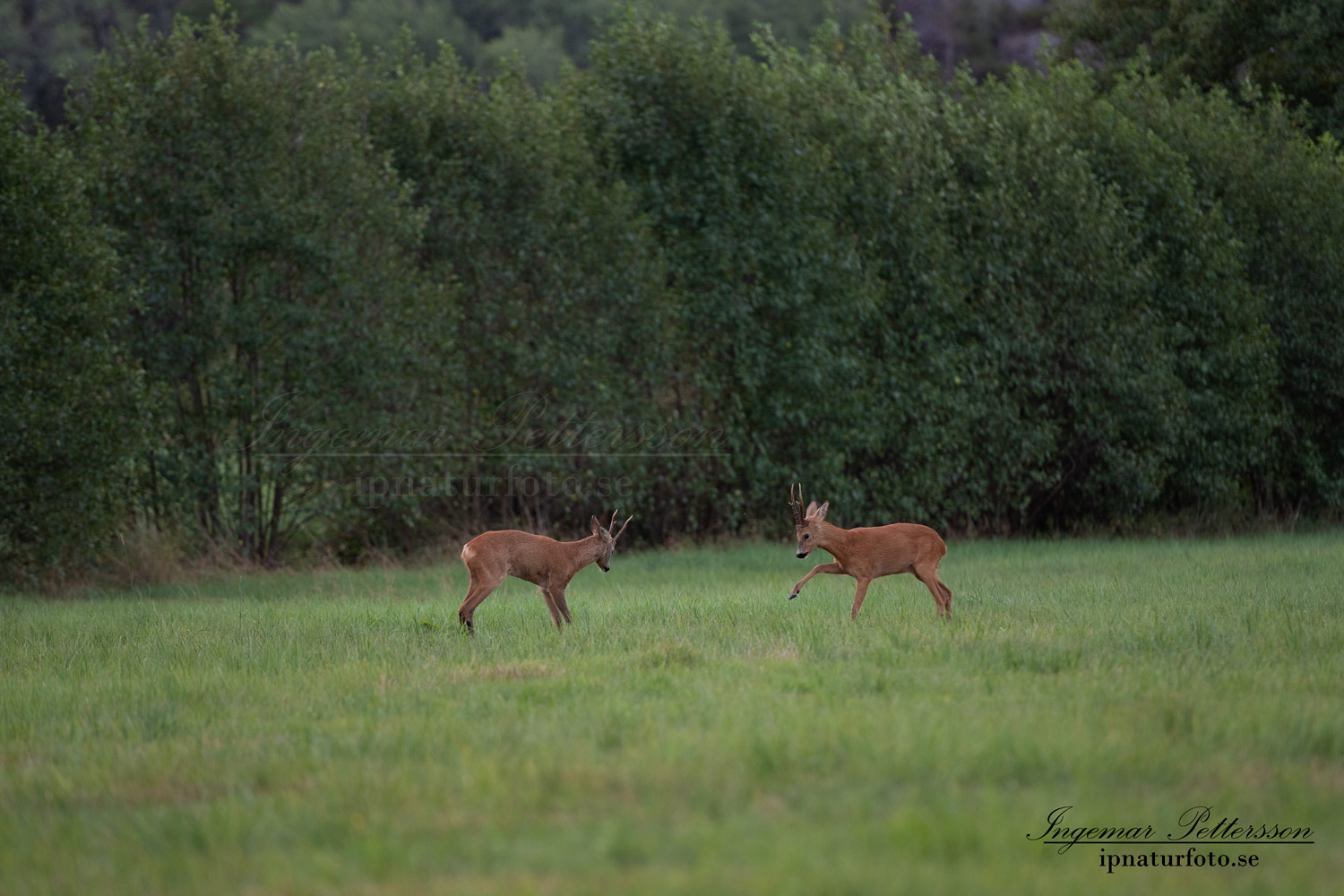 radjur_bock_buck_brunst_munkedal_roe_deer_capreolus_capreolus_ipnaturfoto_se_rd239