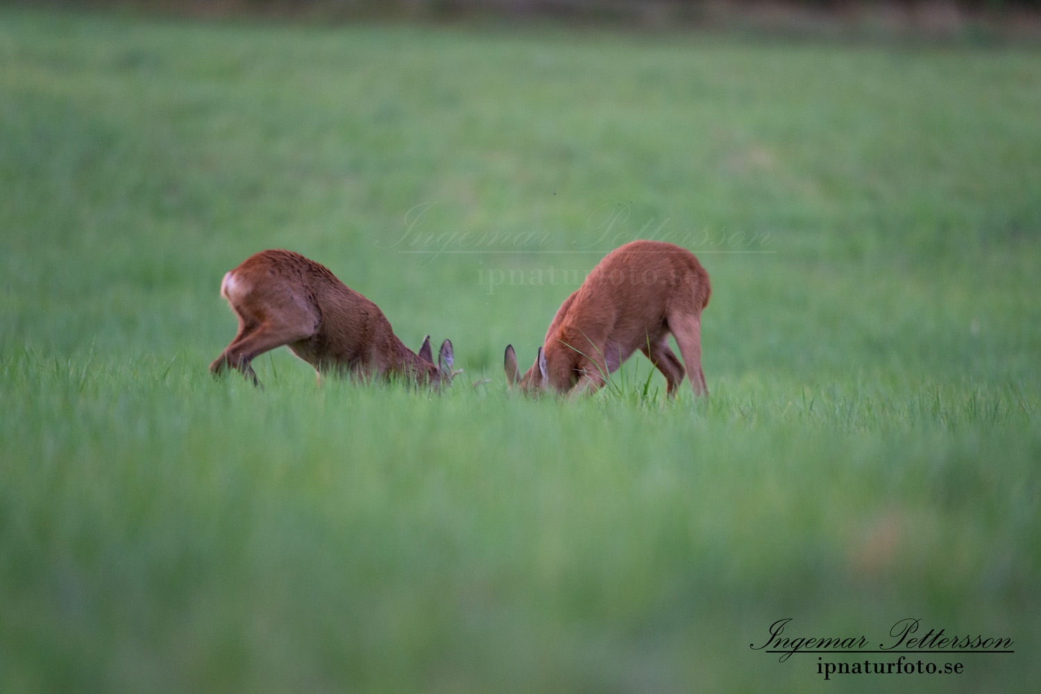 radjur_bock_buck_brunst_slagsmal_brak__roe_deer_capreolus_capreolus_ipnaturfoto_se_rd227