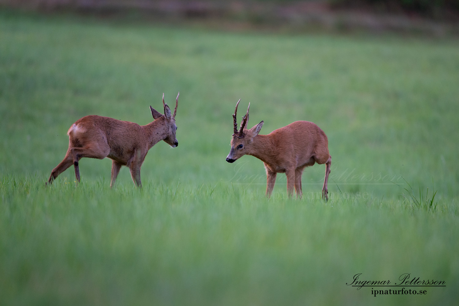 radjur_bock_buck_brunst_slagsmal_brak__roe_deer_capreolus_capreolus_ipnaturfoto_se_rd229