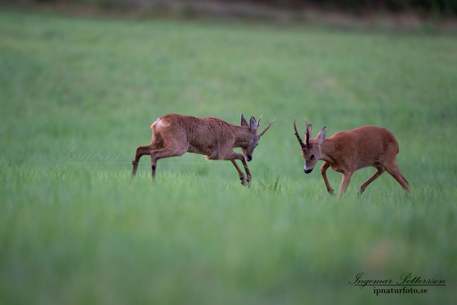 radjur_bock_buck_brunst_slagsmal_brak__roe_deer_capreolus_capreolus_ipnaturfoto_se_rd230
