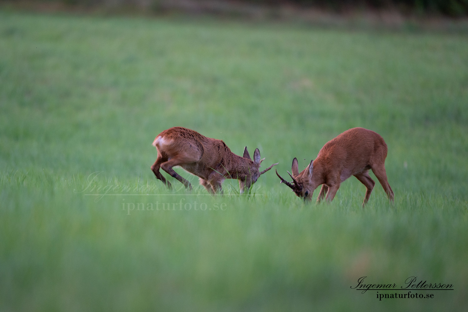 radjur_bock_buck_brunst_slagsmal_brak__roe_deer_capreolus_capreolus_ipnaturfoto_se_rd231