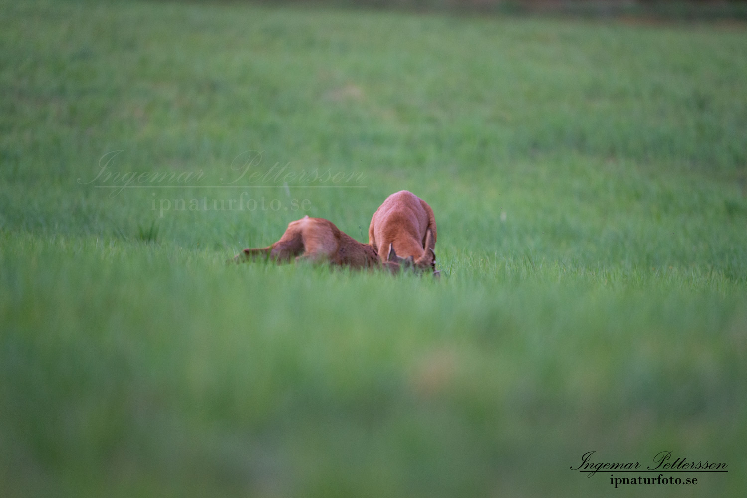 radjur_bock_buck_brunst_slagsmal_brak__roe_deer_capreolus_capreolus_ipnaturfoto_se_rd232