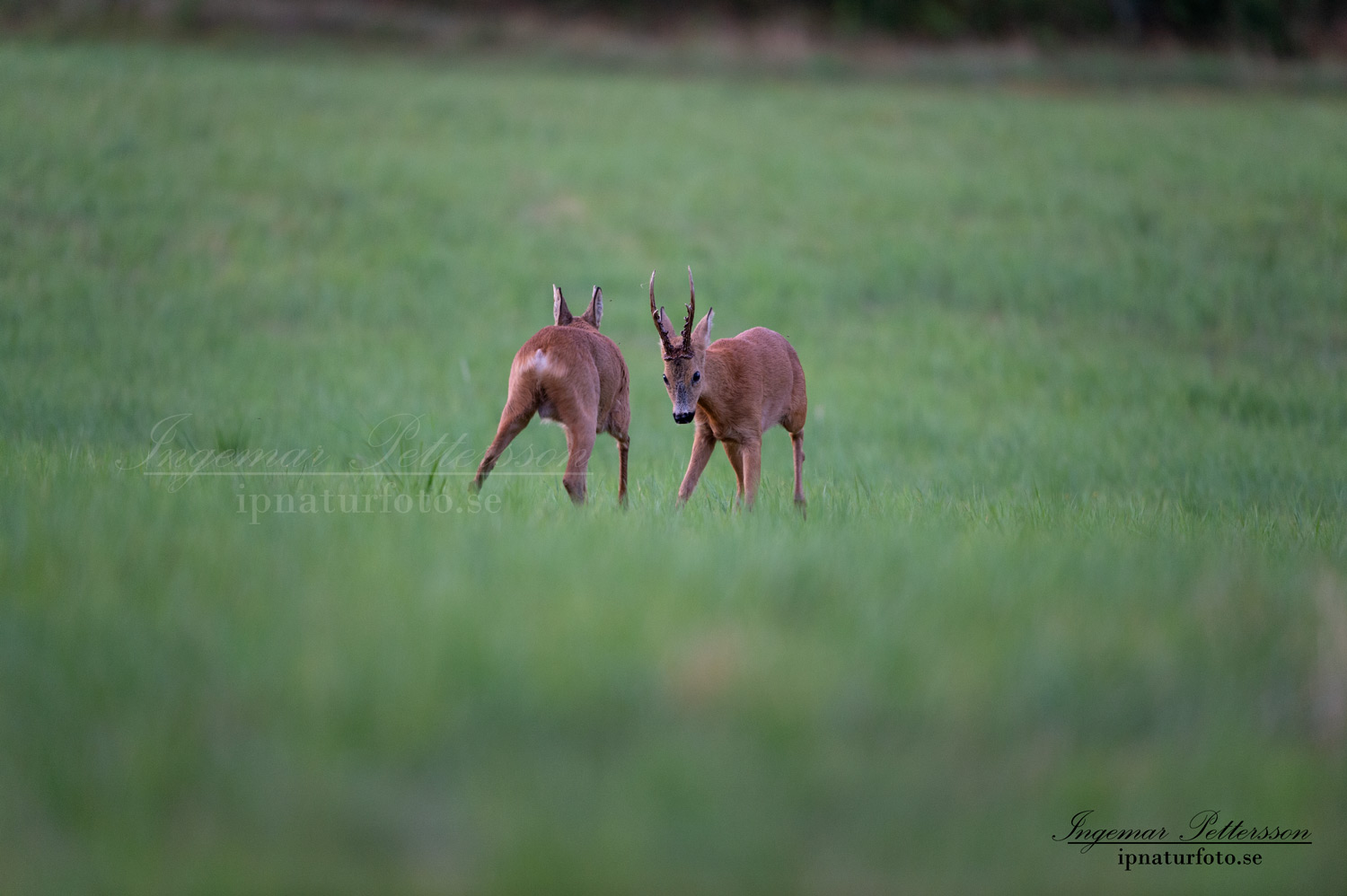 radjur_bock_buck_brunst_slagsmal_brak__roe_deer_capreolus_capreolus_ipnaturfoto_se_rd233