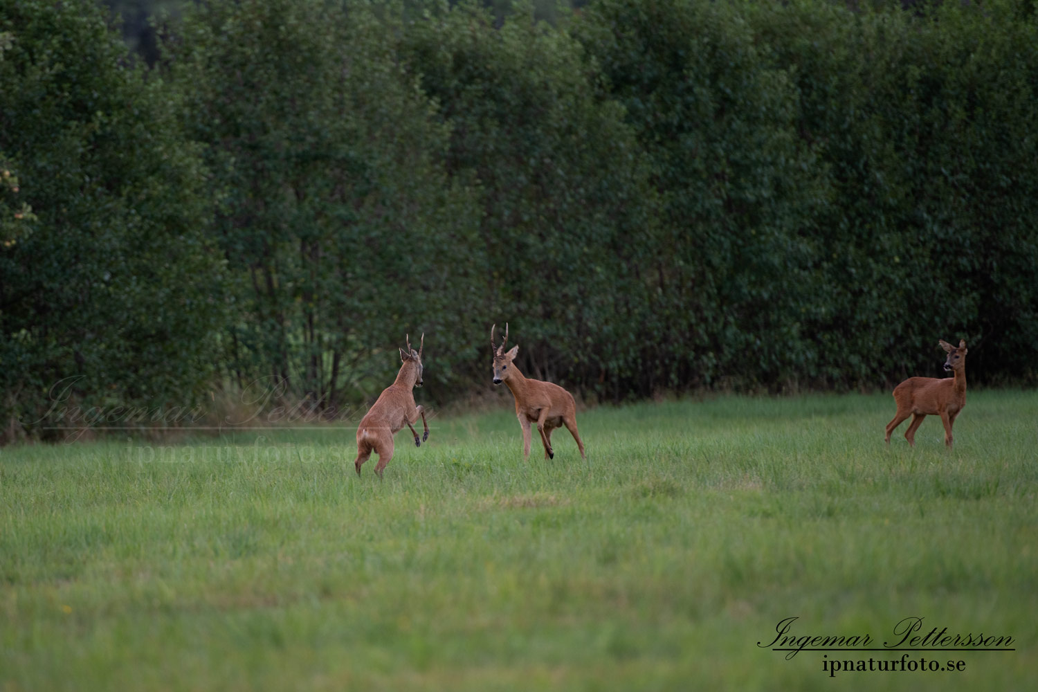 radjur_bock_buck_brunst_slagsmal_brak__roe_deer_capreolus_capreolus_ipnaturfoto_se_rd235