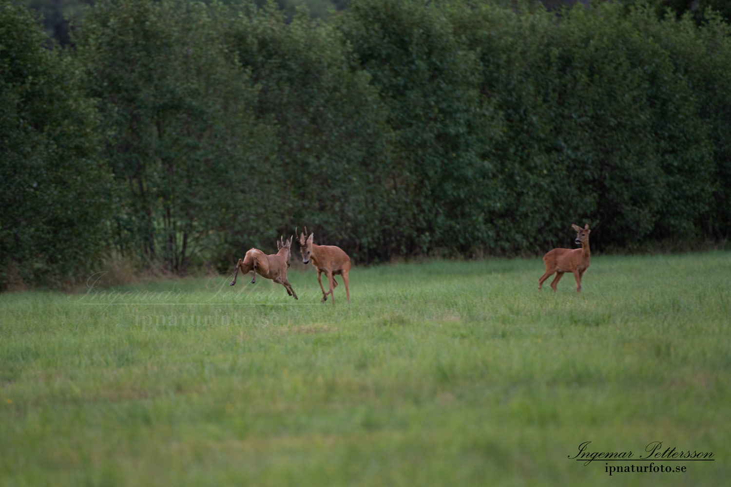 radjur_bock_buck_brunst_slagsmal_brak__roe_deer_capreolus_capreolus_ipnaturfoto_se_rd236