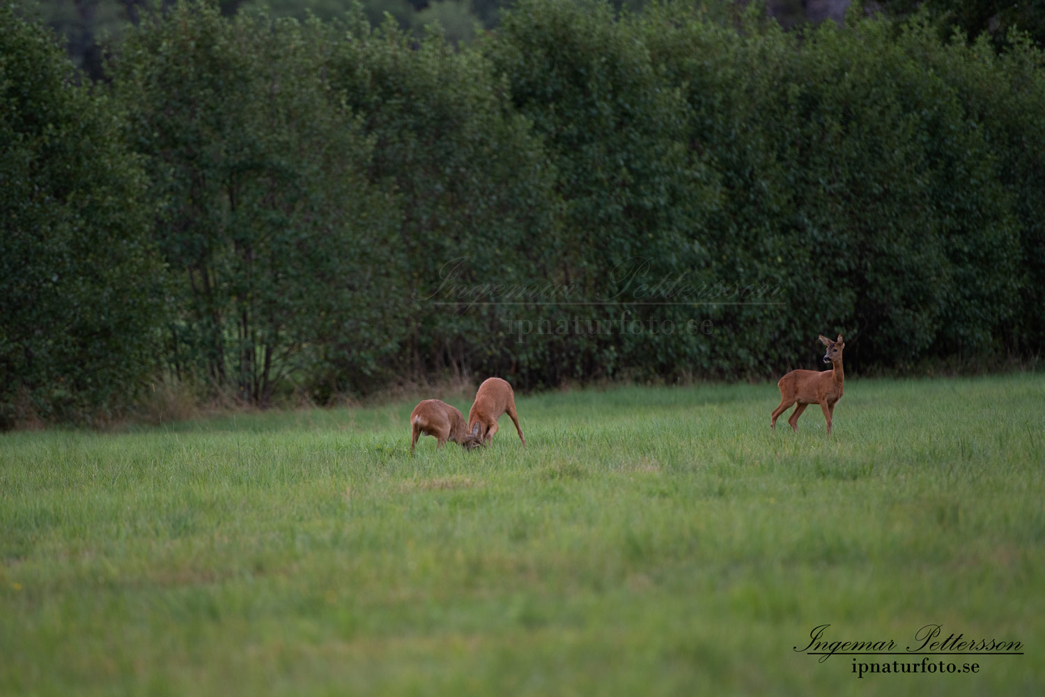 radjur_bock_buck_brunst_slagsmal_brak__roe_deer_capreolus_capreolus_ipnaturfoto_se_rd237