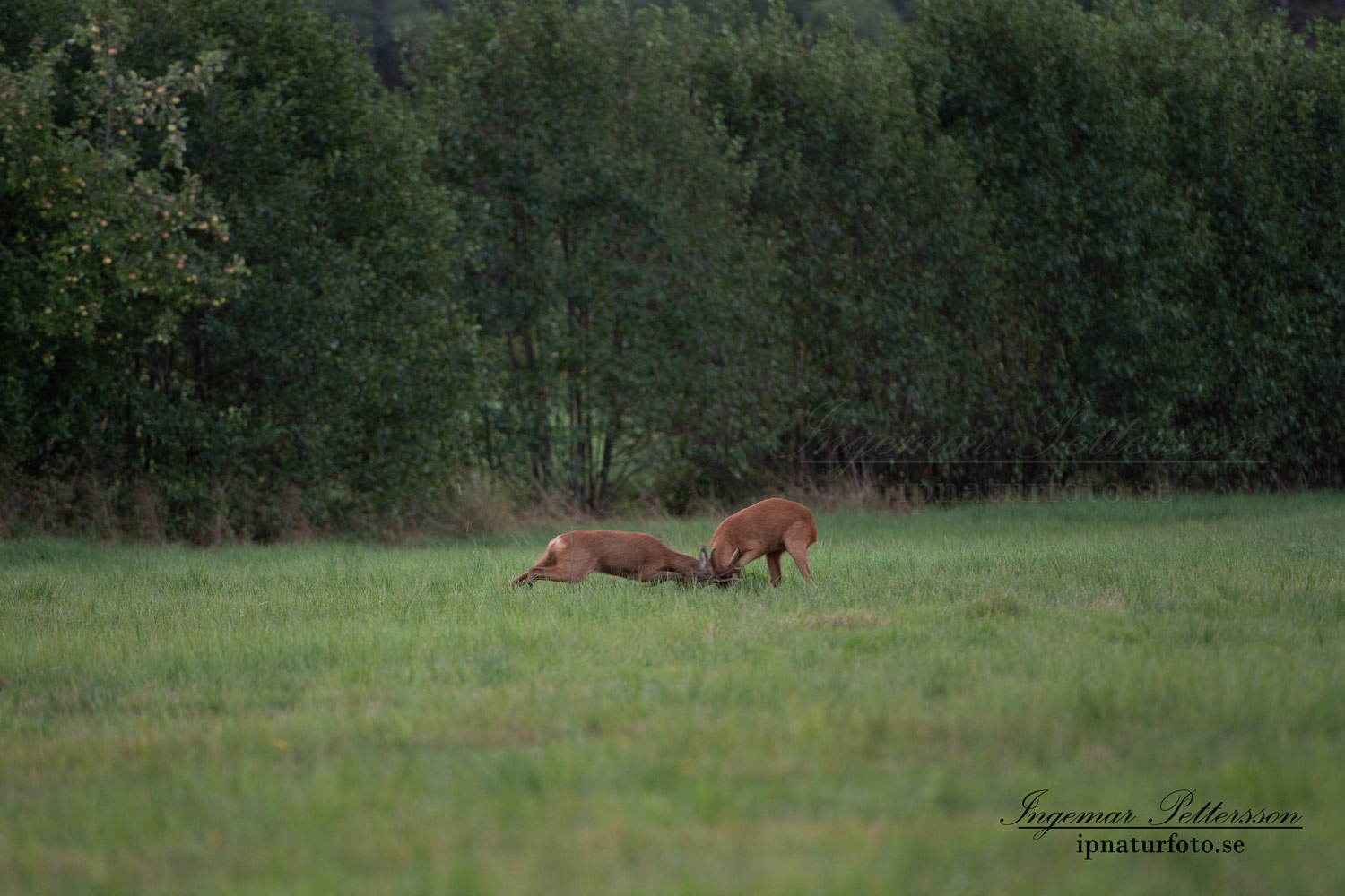 radjur_bock_buck_brunst_slagsmal_brak__roe_deer_capreolus_capreolus_ipnaturfoto_se_rd238