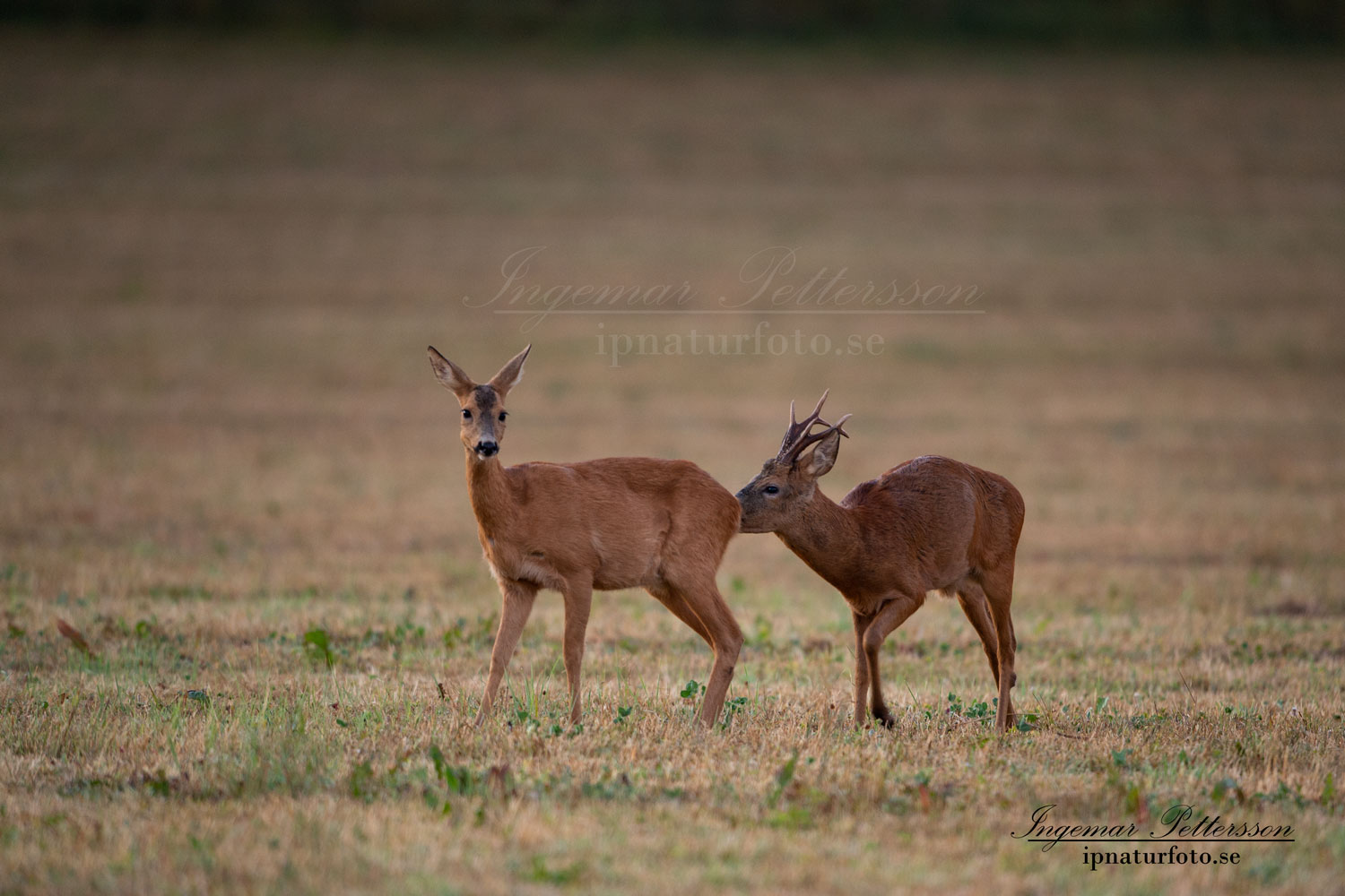 radjur_bock_get_brunst_buck_roe_deer_capreolus_capreolus_ipnaturfoto_se_rd214