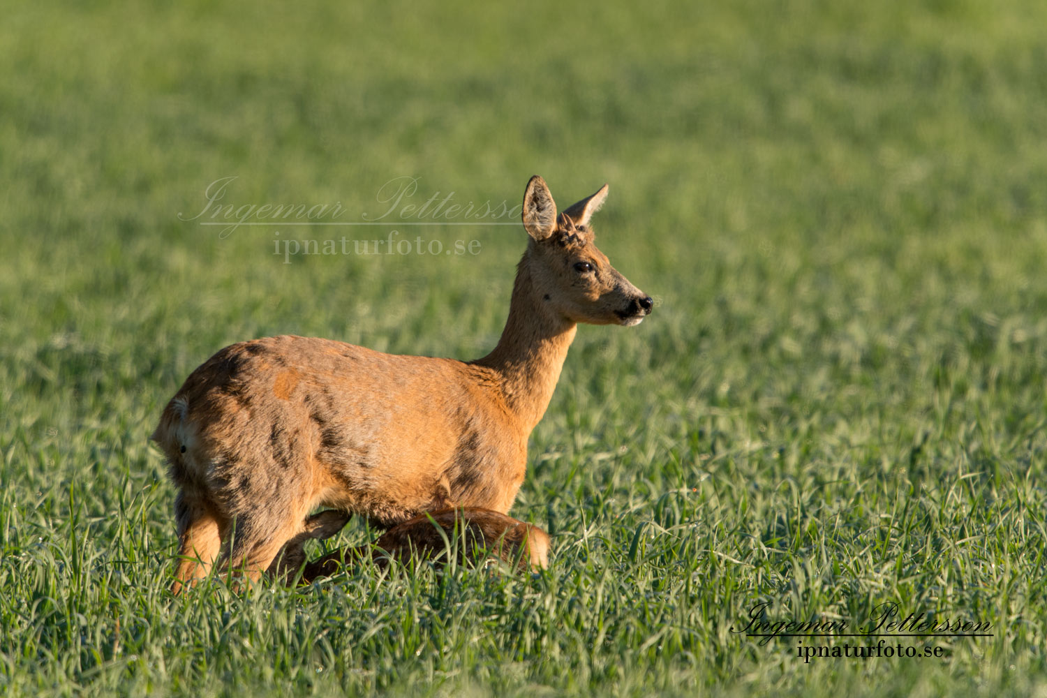 radjur_get_horn_unik_genetisk_kid_sallsynt_SVA_ingemar_pettersson_ipnaturfoto_se_rd174